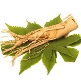 Ginseng Root